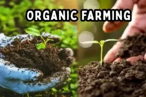 Organic Farming