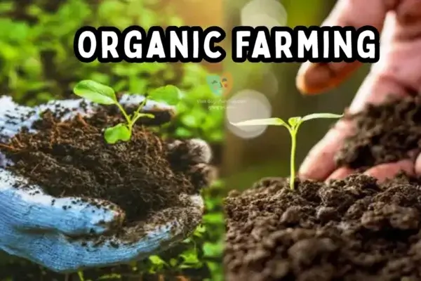 Organic Farming