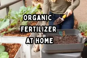 Organic fertilizer at home