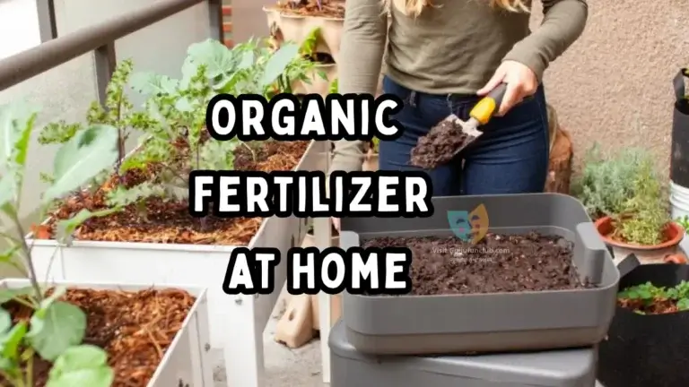 Organic fertilizer at home
