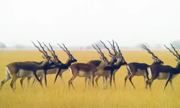 Places to visit in Bhavnagar